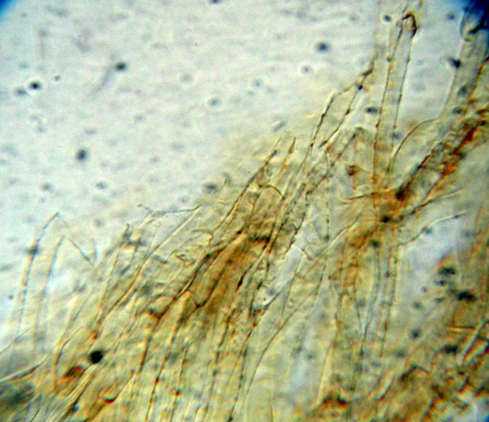 Galerina da determinare n�8.